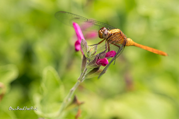 Dragonfly 02, Mt Coo-tha Gardens, Brisbane |OFa1005|