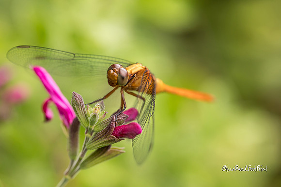 Dragonfly 03, Mt Coo-tha Gardens, Brisbane |OFa1006|