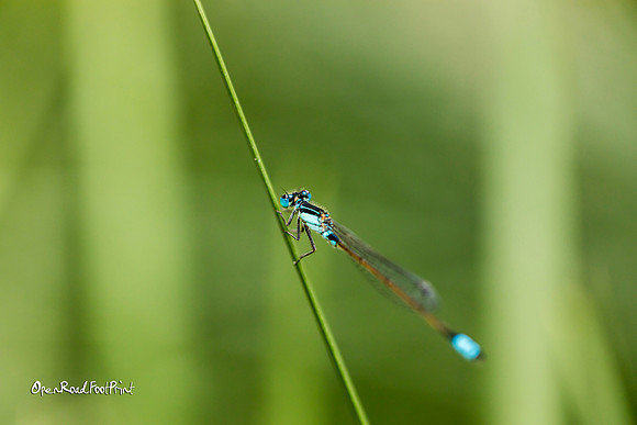 Simplified beauty. Dragonfly, Mt Coo-tha Gardens, Brisbane |OFa1008|