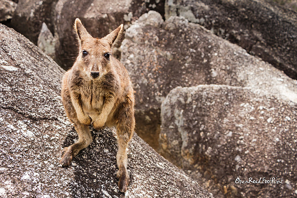 Rock wallaby, Granite Gorge |OFa1044|