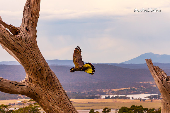 Yellow tailed black cockatoo 02 |OFa1043|