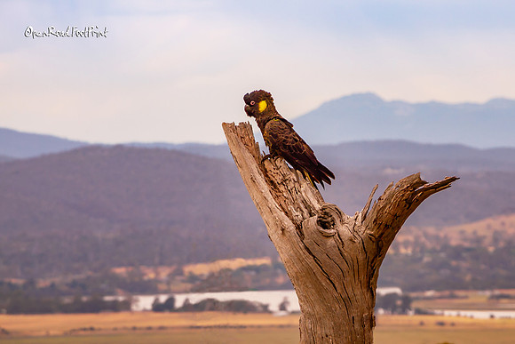 Yellow tailed black cockatoo 01 |OFa1042|