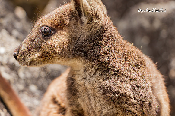 Closeup, Rock wallaby, Granite Gorge |OFa1045|