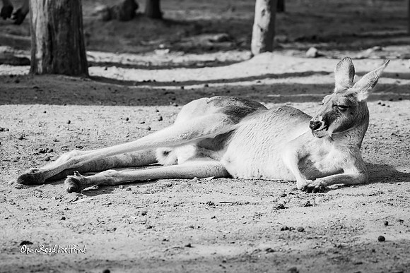 Kangaroo chill mono |OFa1084|
