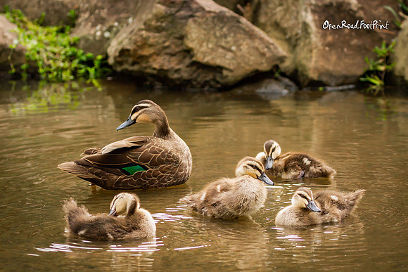 Australia's duck family |OFa1078|
