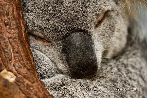 Overdosed on eucalyptus? ;) |OFa1079|