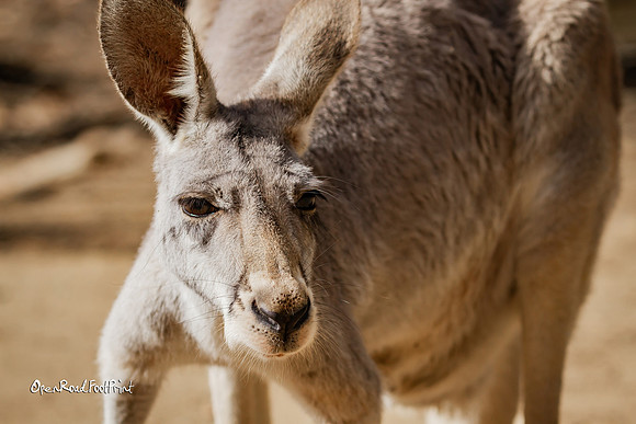 Kangaroo focus |OFa1081|
