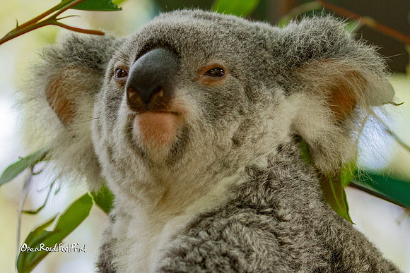 Koala closeups |OFa1080|