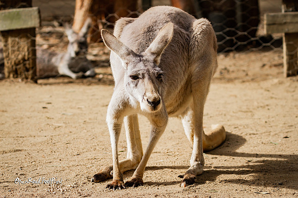 Kangaroo focus |OFa1082|