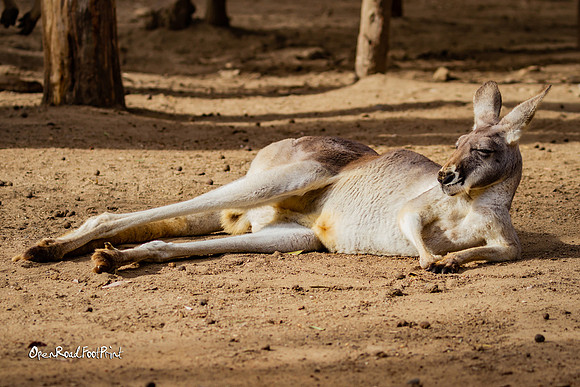 Kangaroo chill |OFa1083|