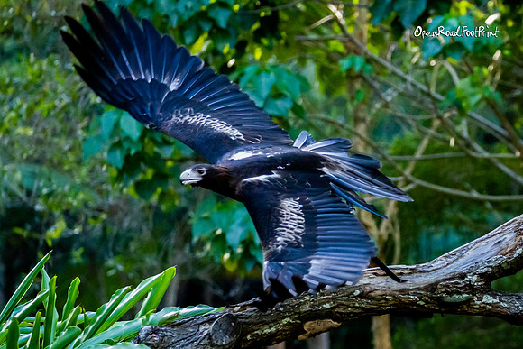 Wingspan |OFa1086|