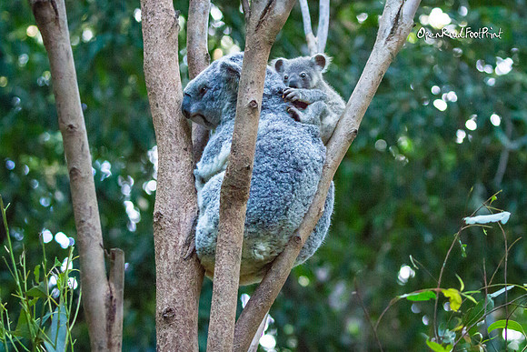 Koala bub |OFa1089|