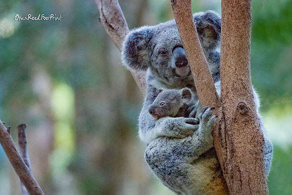 Koala mama and bub, contentment |OFa1091|