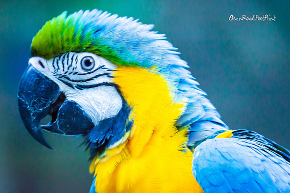 Macaw |OFa1092|