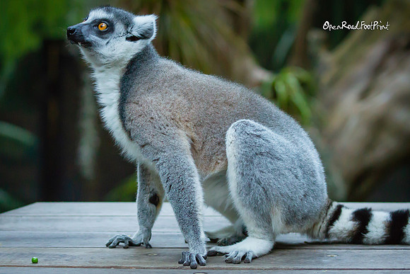 One Lemur. One pea. |OFa1094|
