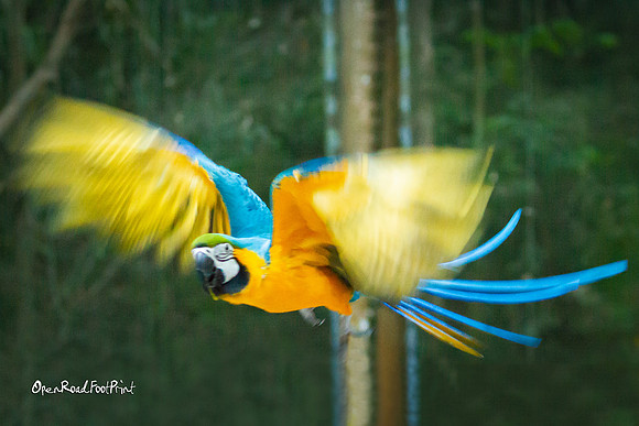 Taking off! |OFa1097|