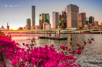 In bloom at Southbank |OFa1139|