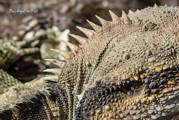 Close up spikes! |OFa1122|