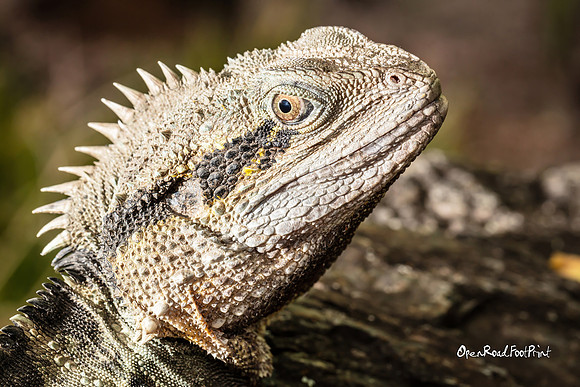 Upclose and personal |OFa1119|