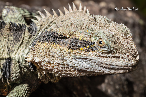 Are you watching me! |OFa1121|