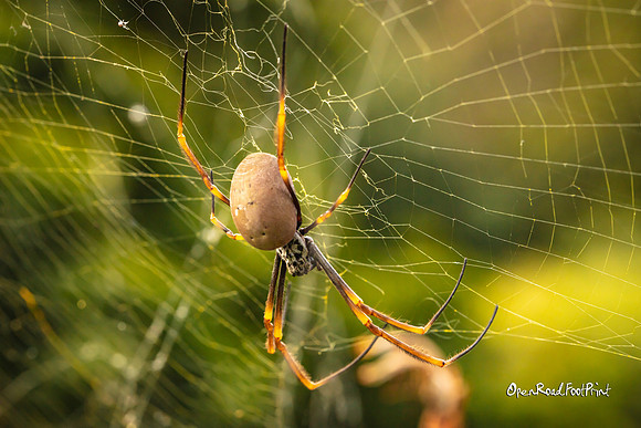 Spider. |OFa1123|