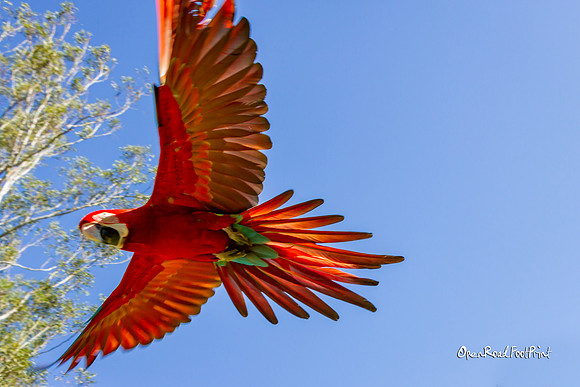 Overhead flight. |OFa1124|