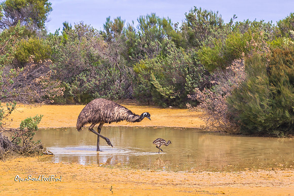 Emu pair : father and son |OFa1164|