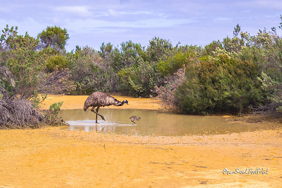 Emu - father and baby |OFa1163|