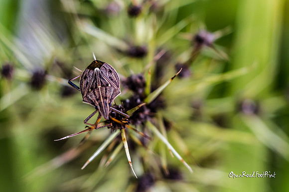 Bug |OFa1213|