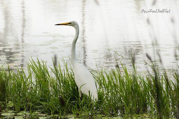 No regrets. Egret. |OFa1214|