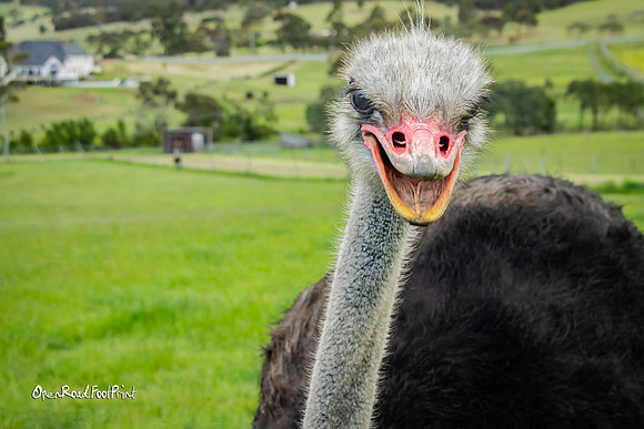 "Are you serously gonna take my photo!" |OFa1086|