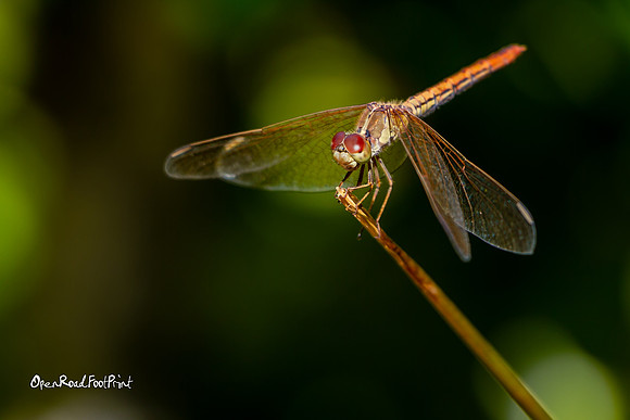 Dragonfly beauty. |OFa1290|