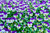Sea of flowers |OFa1248|