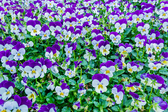 Sea of flowers |OFa1248|