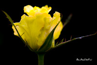Yellow Rose closeup |OFa1249|
