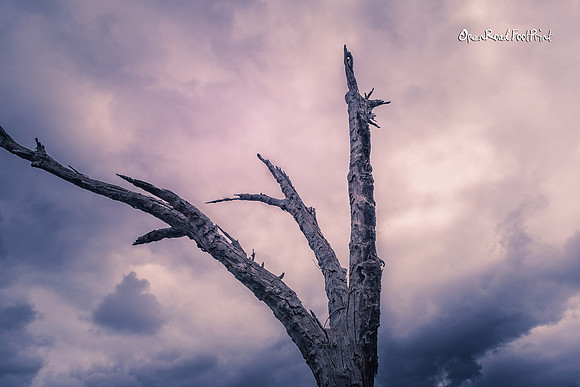 Prompt : DEAD TREE |OFa200821|