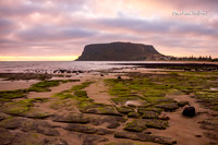 Beach moss, Tasmania. |OFa1343|