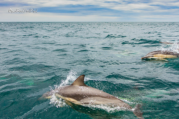Prompt : IN THE OCEAN |OFa201116|
