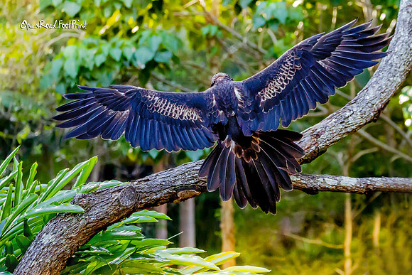 Prompt : FLYING |OFa201122|