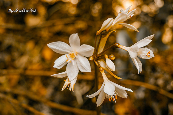 Prompt : WHITE FLOWERS |OFa201227|
