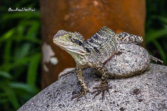 Prompt : BLENDING IN |OFa201228|