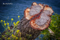 Tinderbox, Hobart, Tasmania |OFa1242|