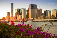Bougainvillea of Brisbane |OFa1138|