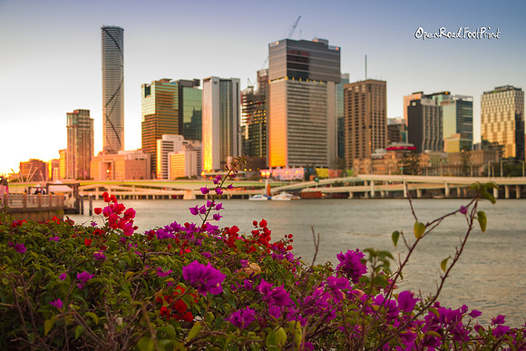Bougainvillea of Brisbane |OFa1138|