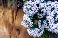 Cliffside flowers |OFa1232|
