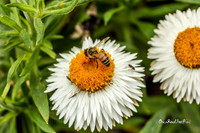 Bee-licious |OFa1243|