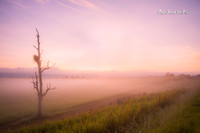 Misty mornings |OFa1282|