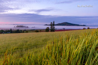 Misty start  |OFa1269|
