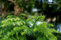 Sprig |OFa1210|