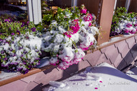 OFa1447 openroadfootprint snowy flowers